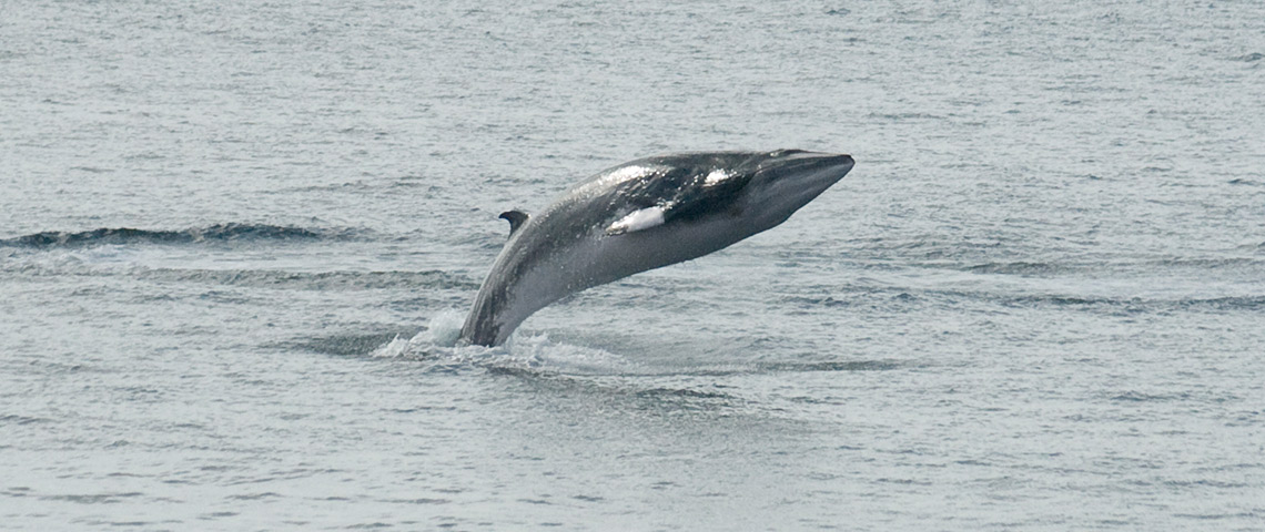 Whale watching